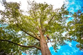 Best Commercial Tree Services  in Throop, PA