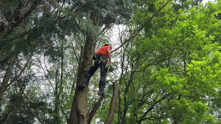 How Our Tree Care Process Works  in Throop, PA