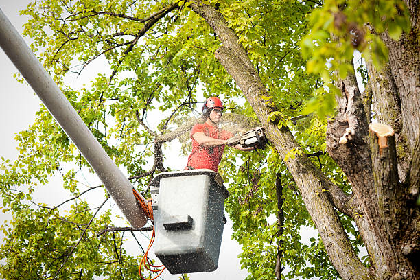 Trusted Throop, PA Tree Services Experts