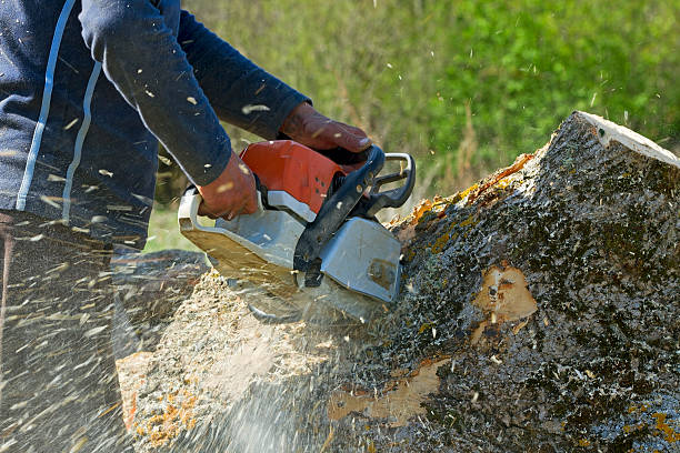 Best Tree and Shrub Care  in Throop, PA